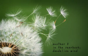 Christopher Seep haiga another x