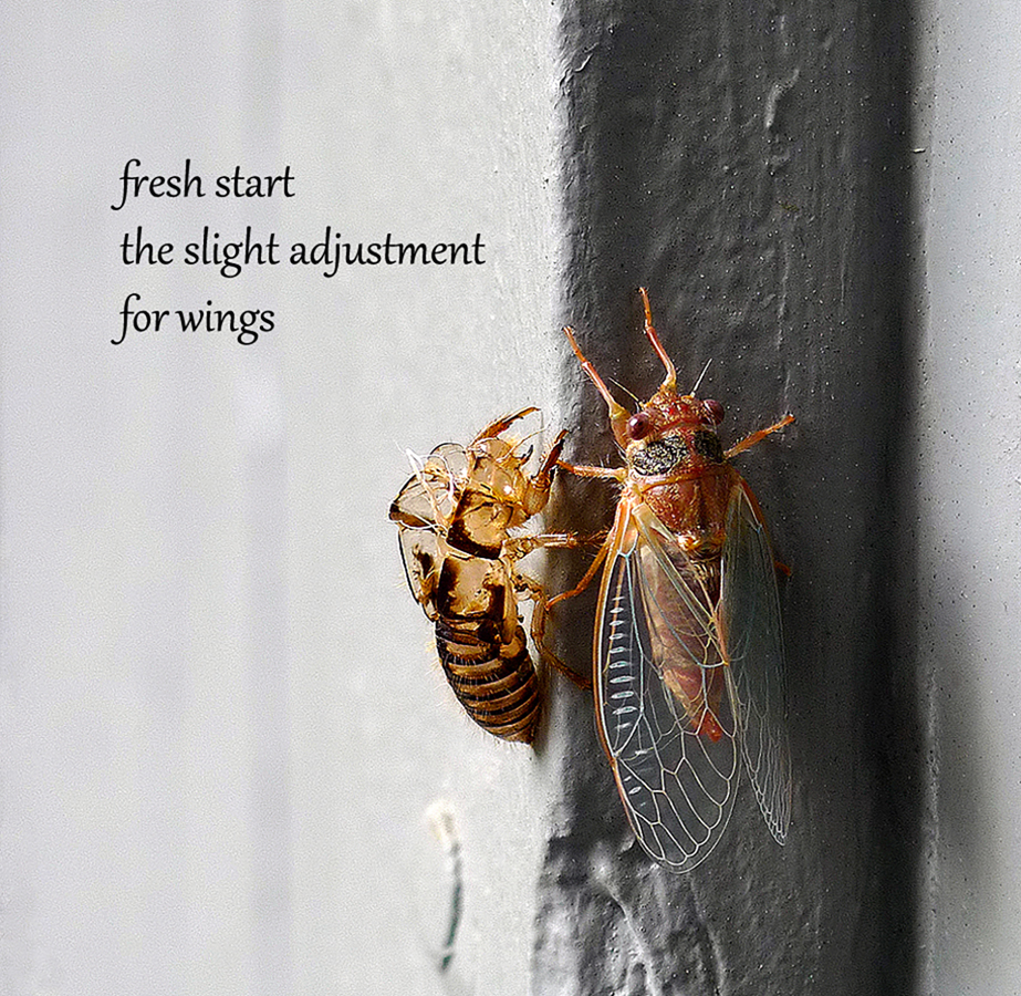 Cicada haiga by Cherie Hunter Day