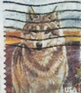 Wolf on postage stamp