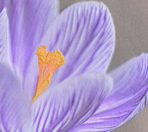 Purple crocus - part of Luminita Suse haiga