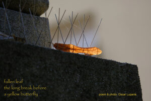 fallen leaf haiga