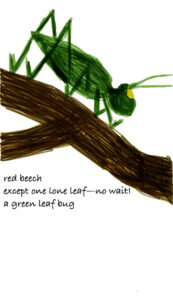 red beech haiga